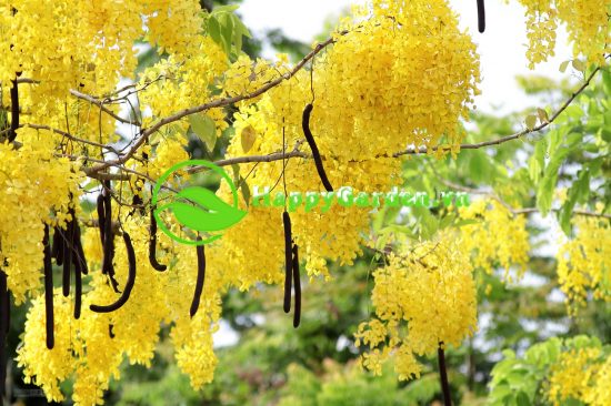 Hoa của cây muồng hoàng yến còn có tên là Osaka vàng